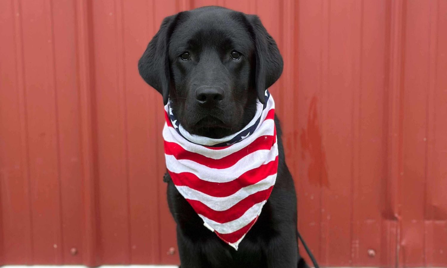 This Able Veteran