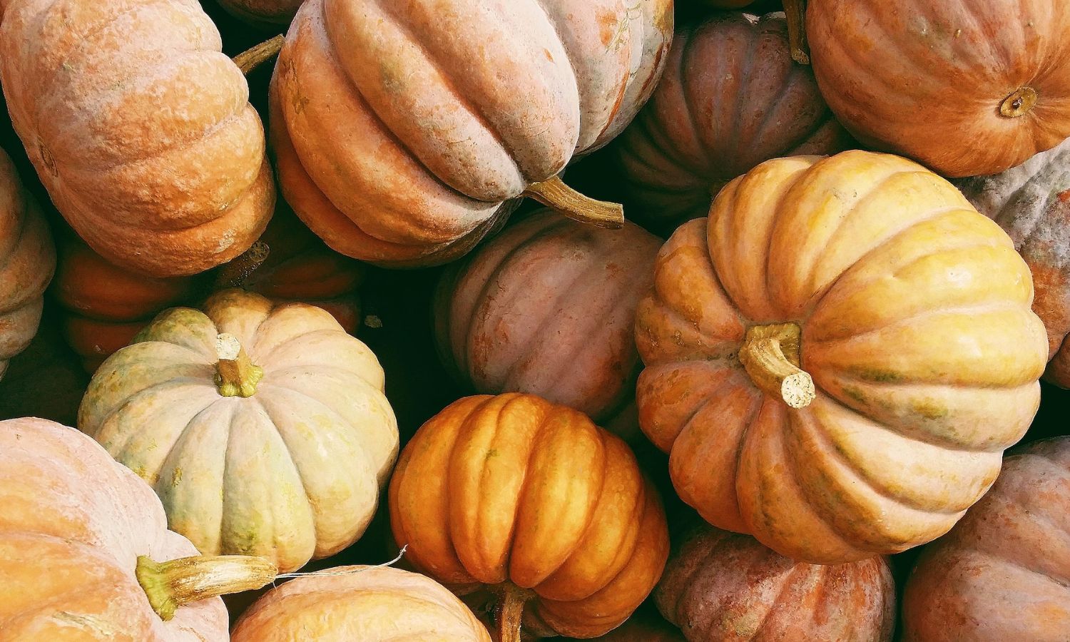 Fall Feast 2026