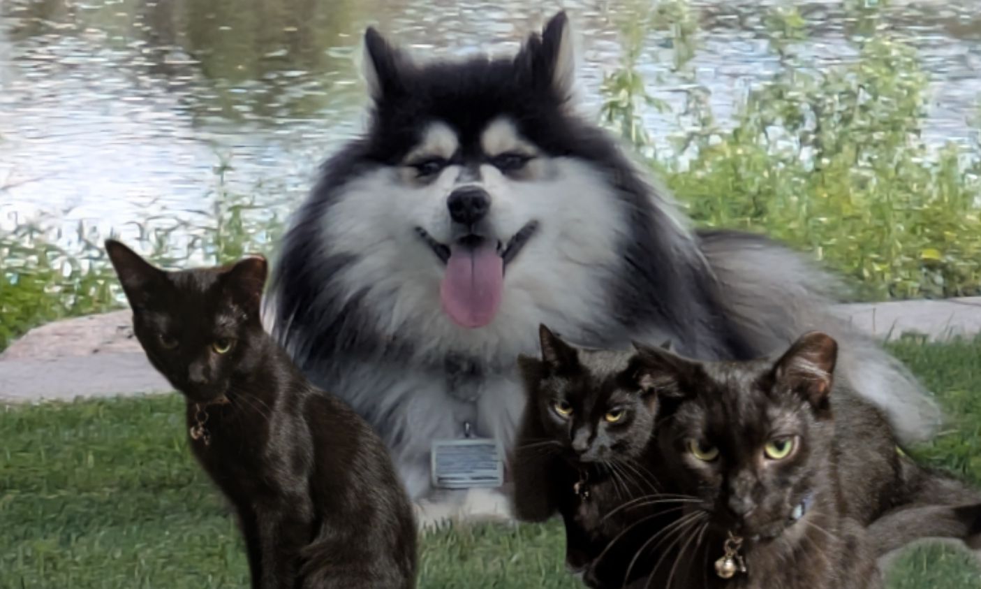 The Viceroy and his entourage